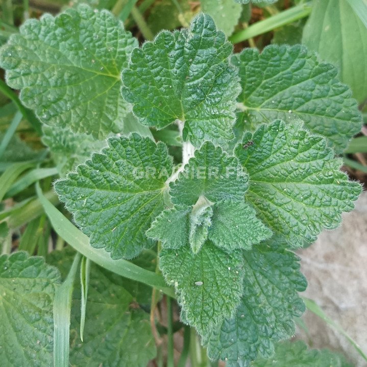 Marrube Blanc, Marrubium Vulgare image